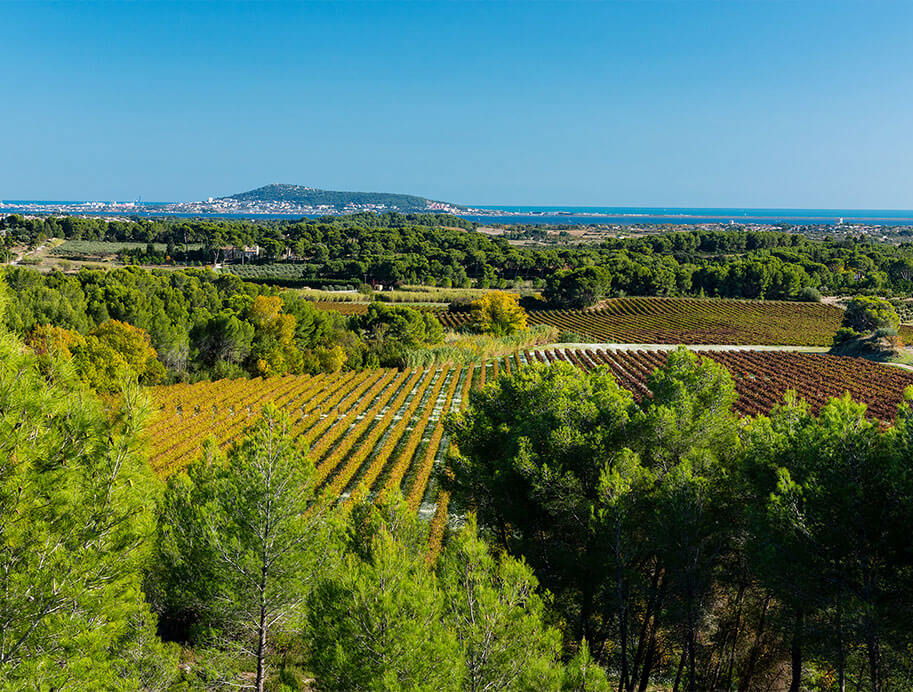 La coopérative des vignerons Montagnac Domitienne produit ses vins picpoul de Pinet, IGP Pays d’Oc dans une agriculture durable