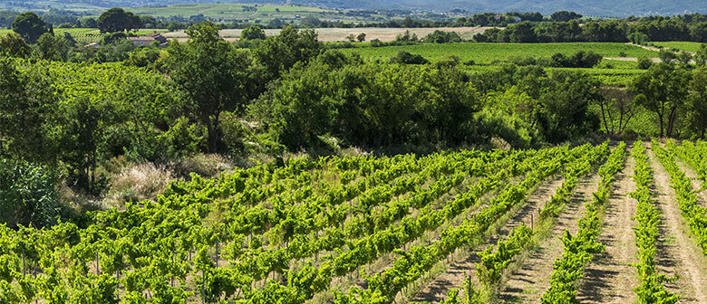 Les vignerons Montagnac Domitienne vous propose de découvrir le patrimoine viticole