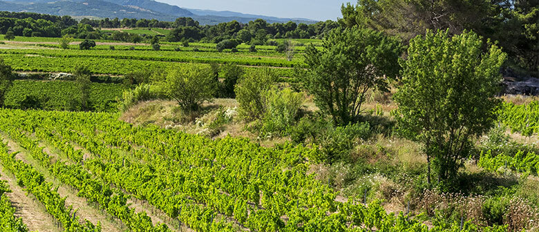 Les vins des vignerons Montagnac Domitienne sont en vente dans nos caveaux de Montagnac et Cournonsec