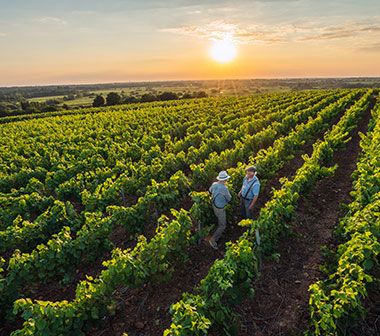 Vue des vignes ou sont élevés les vins de cépages, de la Coopérative les vignerons Montagnac Domitienne