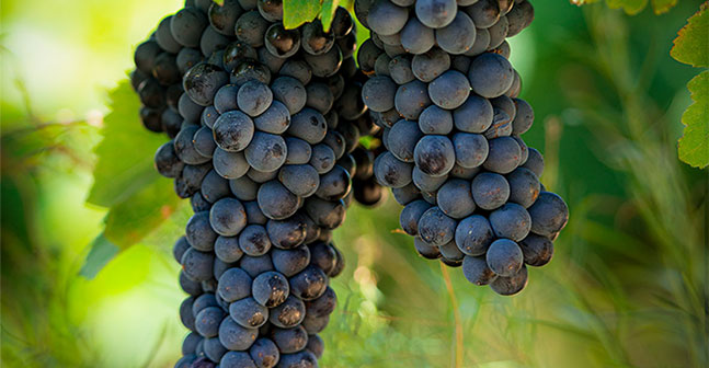 Présentation du contrôle qualité des vignerons Montagnac Domitienne.