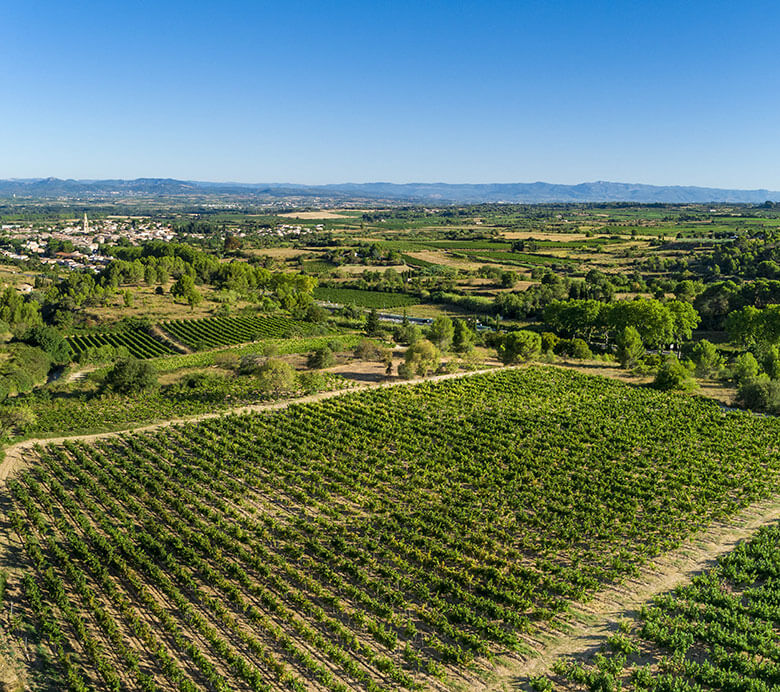 La coopérative des vignerons Montagnac Domitienne regroupe les caves de Gigean, Montbazin, Saint Bauzille de Putois pour une agriculture durable