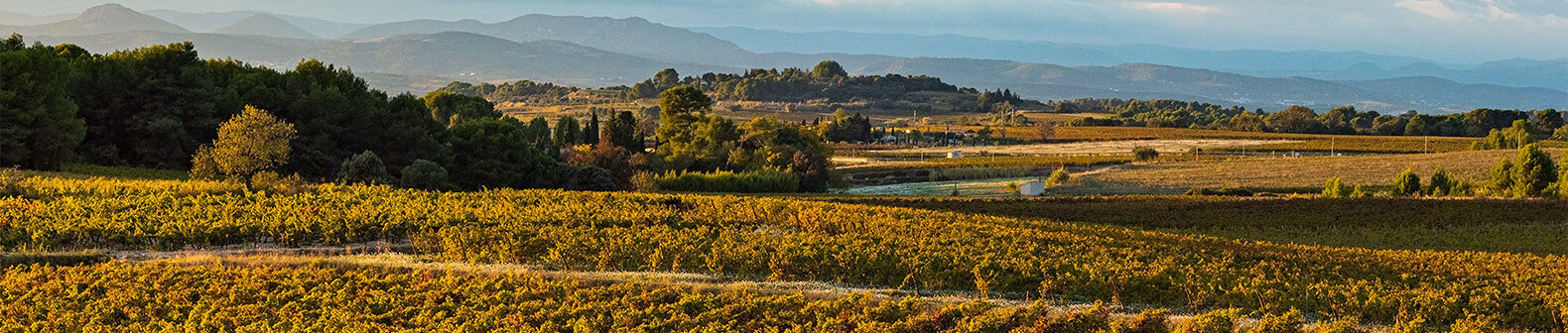 L'histoire des vignerons Montagnac Domitienne d'où sont produits les vins picpoul de Pinet, IGP Pays d’Oc