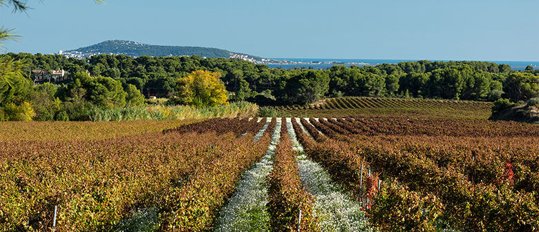 L'histoire des vignerons Montagnac Domitienne perpétuant la mise en œuvre de leur patrimoine viticole