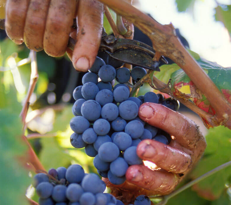 Vue du terroir des vignerons Montagnac Domitienne