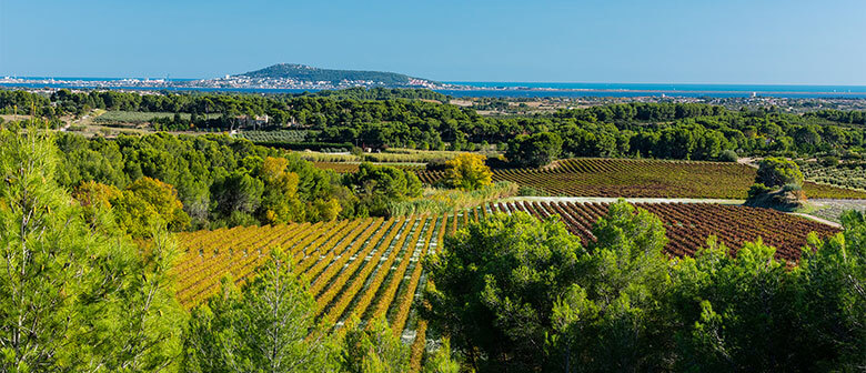 Vue du terroir des vignerons Montagnac Domitienne ou sont produits les vins de cépages IGP Pays d'Oc, IGP Côtes de Bessilles