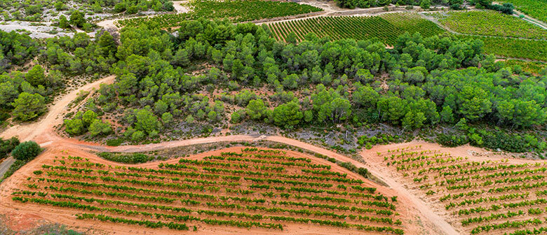 Le terroir des vignerons Montagnac Domitienne ou sont produits les vins de cépages picpoul de Pinet