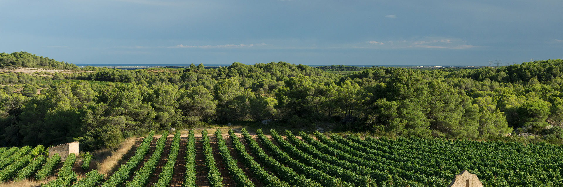 Les vignerons Montagnac Domitienne évoluent dans un univers chargé d’histoire