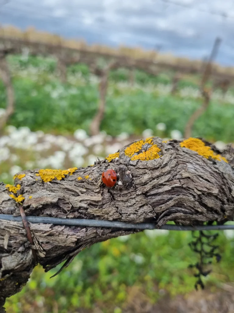 Les Vignerons Montagnac Domitienne s'engagent fortement pour une viticulture durable et responsable